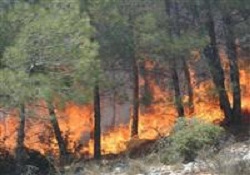 Muğla'da orman yangını