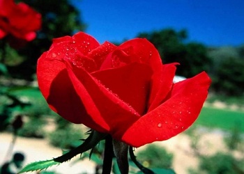 İlim için yola çıkan Allah yolundadır