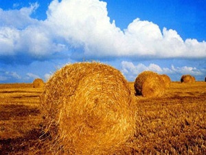 İthal saman fiyatları düşürdü