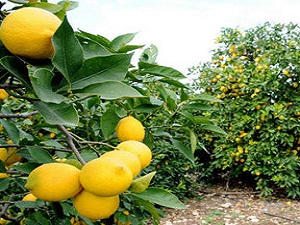 Bu ağaçlar neden ağlıyor?