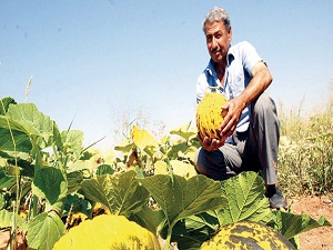 GAP'ta sulu tarım yaygınlaşıyor