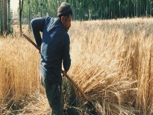 Bu tarım aletleri teknolojiye direniyor