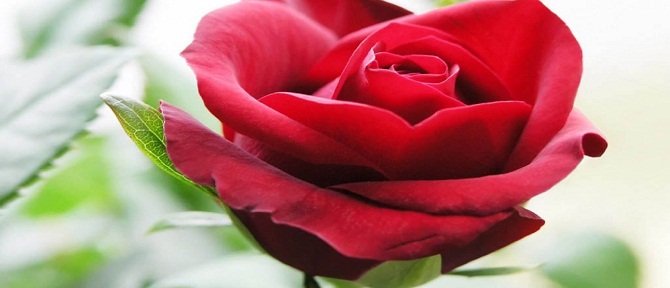 Fukaralar, cennete zenginlerden 500 yıl önce girerler