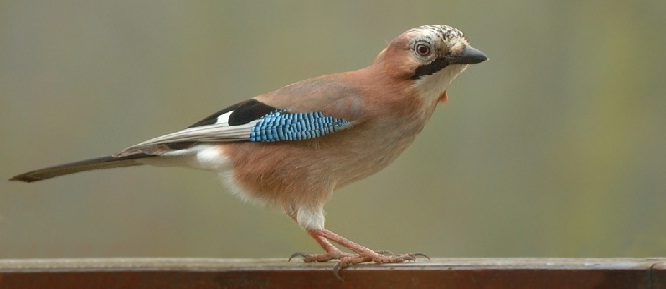 Kuşlar da cenaze töreni düzenliyormuş