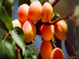 Kayısı, üreticisini sevindirdi