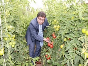 Erzincan Domates Üretiminde Bölgenin Lideri Konumunda