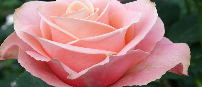 Bana en uzağınız yüksekten atanlardır