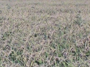 Çeltik hasadı başladı