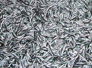 Yeni sezonda balık fiyatları