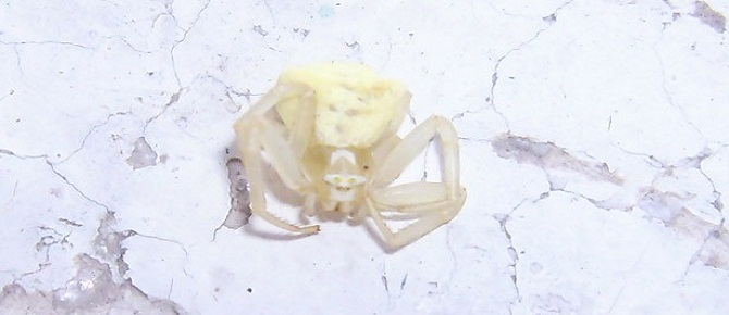 İnsan yüzlü örümcek görenleri şaşırttı