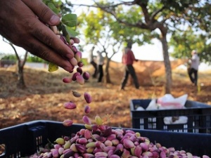 Antep fıstığında rekolte bol fiyat düşük