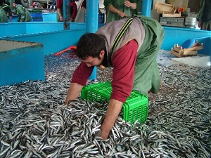 1 günde 7 bin ton hamsi tükettik