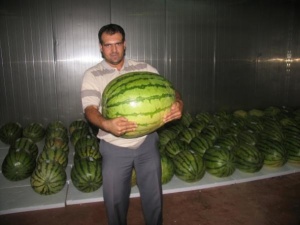 Karpuzda hedef 70 kilo