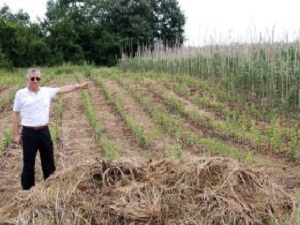 Sammey Bu Yıl Bin 200 Ton Meyve Üretecek