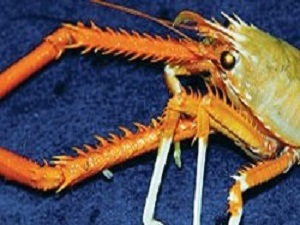 Kızılötesi bakışlar