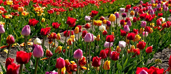 Eğer kafir Allah'ın rahmetini bilse idi