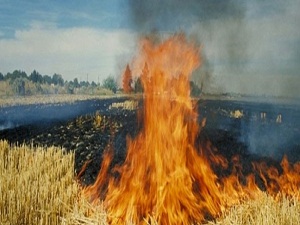 Saman fiyatı artınca anız yakımı azaldı