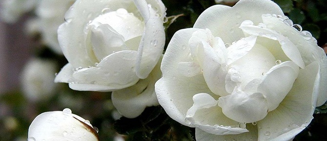 Kim Allah`tan sevap umaraktan kurbanını keserse