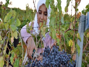 Adıyaman'da üzüm hasadı başladı