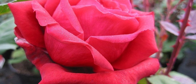 Ey insanlar, kurban kesiniz ve sevap ümit ediniz