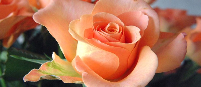 Teenni Allah'tandır, acele de şeytandan!