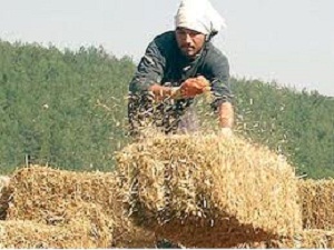 Hayvancılığın Gelişmesi İçin Kaliteli Yem Üretiliyor