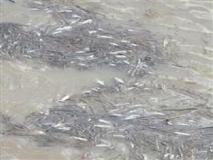 Karasu Nehri'nde korkutan görüntü