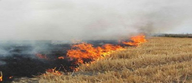 Anız yakmayın canlılar tesbih ediyor