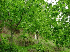 Üretimde 1. Sıradayız