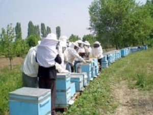 Arıcılık sektörü İstanbul’da bir araya gelecek