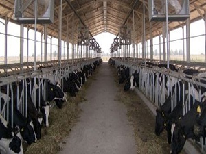 Hayvancılık sektörüne çifte müjde!