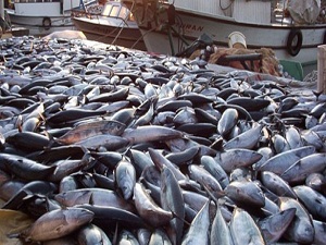 Palamudun tanesi 1 liraya düştü