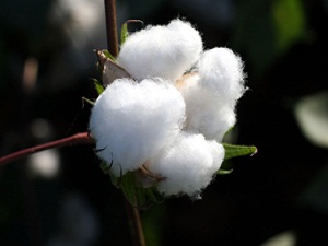 GDO'suz isteyenler pamuk eller cebe!