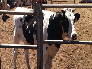 Eker: Kurbanlık hayvan ithal edilmeyecek