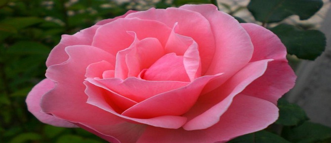 Ey Allah'ın Resûlü, kurtuluşumuz nasıl olacak?