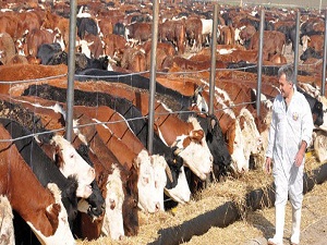 Kurban Satış Alanlarının Kiraları Düşük Tutulsun