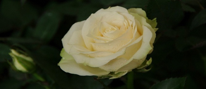 Ruhlar toplanmış cemaatler gibidirler