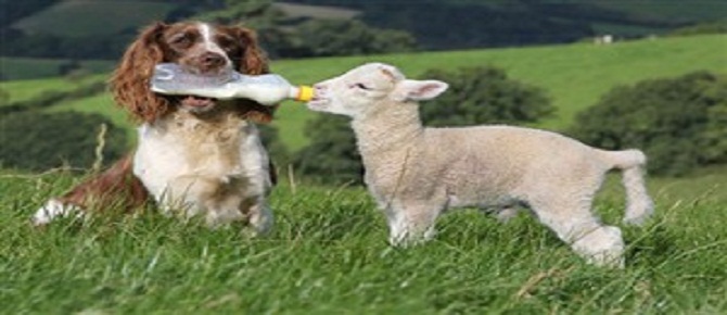 Annesiz kuzuları köpek besliyor