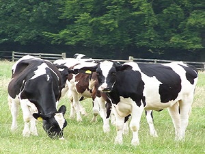 800 baş damızlık satın alınacak