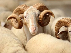 Kurban keseceklere önemli uyarı