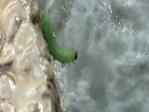 Tırtıllar Nasıl Su İçer?