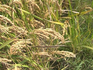 Bafra Ovası'nda Çeltik Hasadı 'Sancılı' Başladı