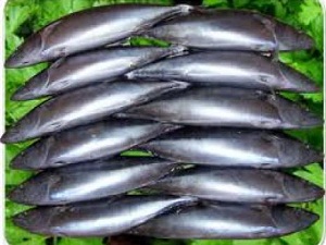 Palamut 4 liraya kadar düştü