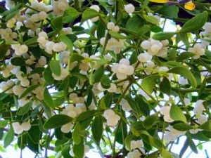 Kanser Tedavisinde En Çok Kullanılan Bitki 'Ökse Otu'