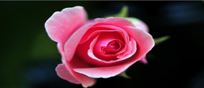 Peygamber (sav) üç kere burnu sürtülsün dedi