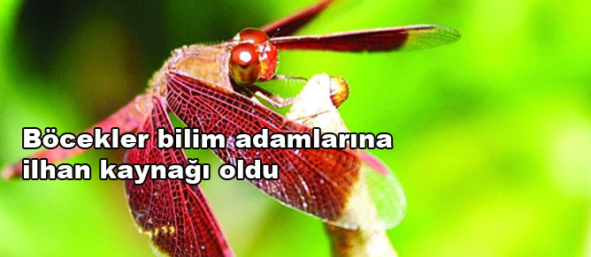 Binalar böcek sistemleri ile kanatlanacak