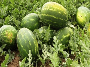 Karpuz pekmezi, üzüme alternatifi oldu