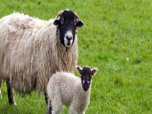 Vekaletle kurban ücretleri açıkladı