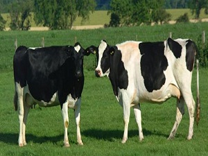 Kurbanlık fiyatları nasıl olacak?