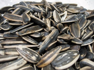 Çekirdeğin bir faydası daha çıktı